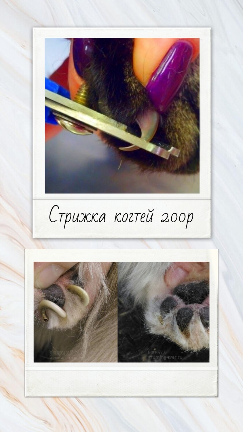 стрижка когтей у собак, как подстричь когти кавказской овчарки, домашние животные, животное, когтя