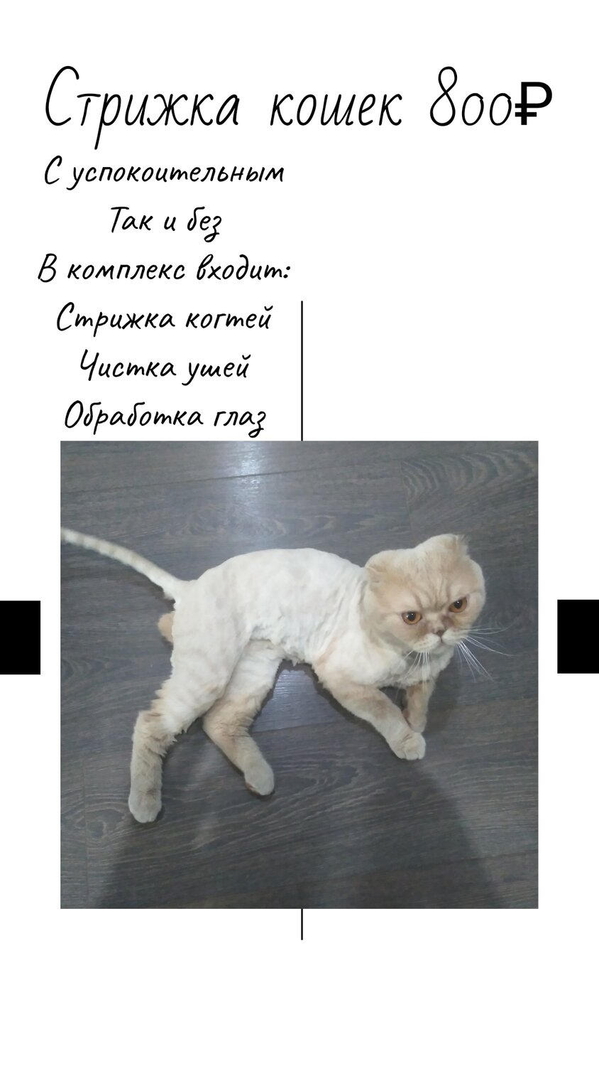 скоттиш фолд кремовый, стрижка кота ножницами, стрижка котов, шотландская вислоухая кошка, кот
