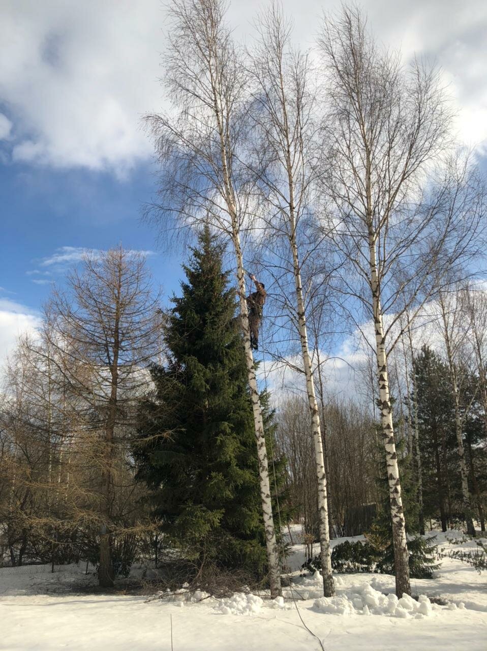 ранняя береза, березовая опушка зимой, береза, природа, павловский парк белая береза