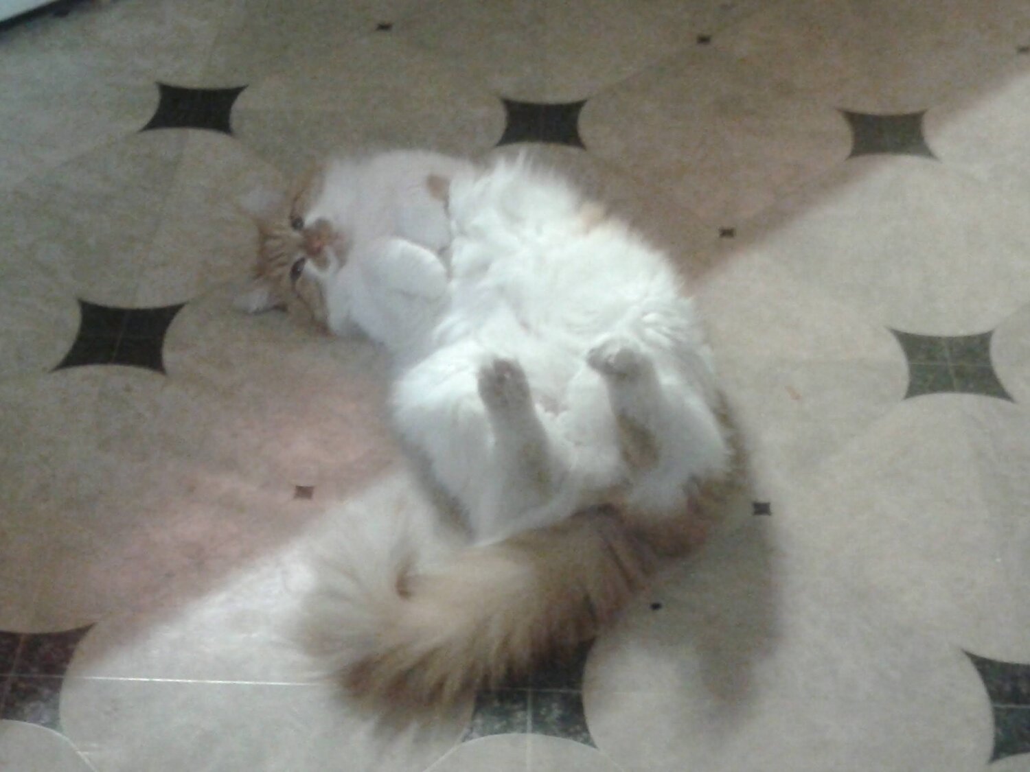 кошка, котик, кот, кошечка, кот пусик