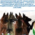 Школа профессиональной дрессировки собак