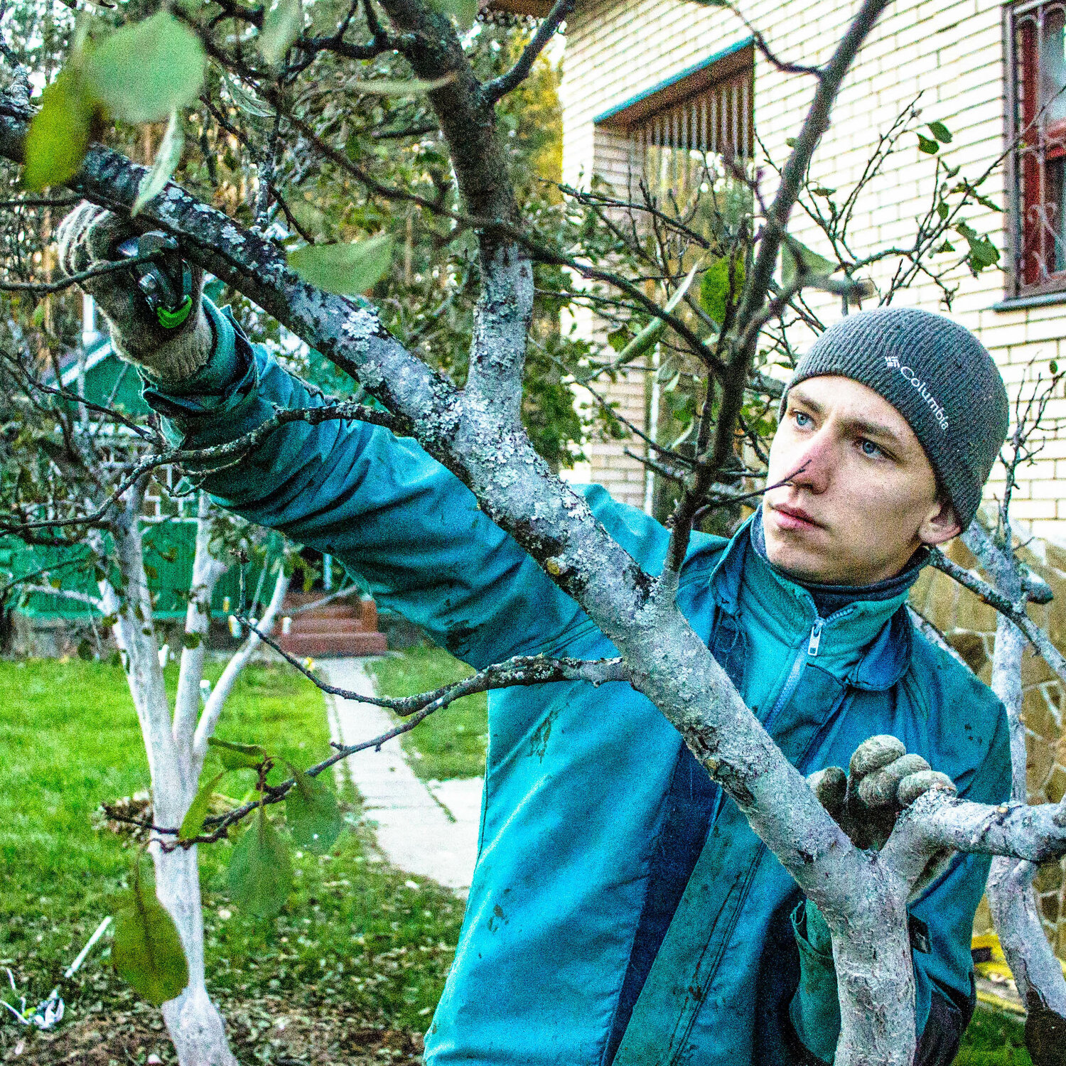 обрезка деревьев, человек, обрезки, обрезка плодовых деревьев зимой в краснодаре, технология обрезки деревьев