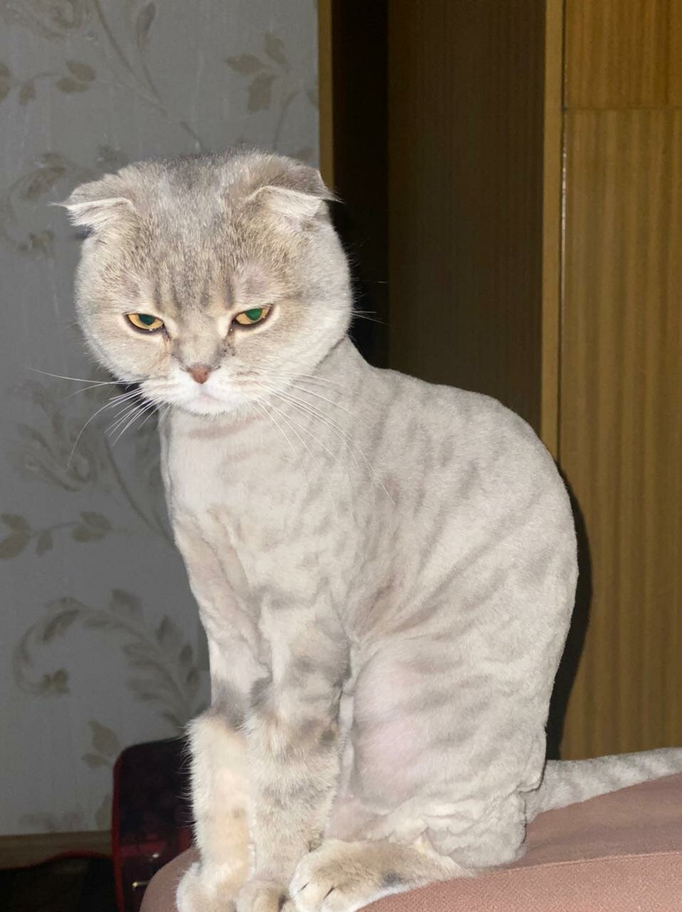 шотландская вислоухая кошка, шотландский вислоухий пепельный, британская вислоухая кошка взрослая, подстриженная шотландская вислоухая кошка, шотландский вислоухий пепельный кот