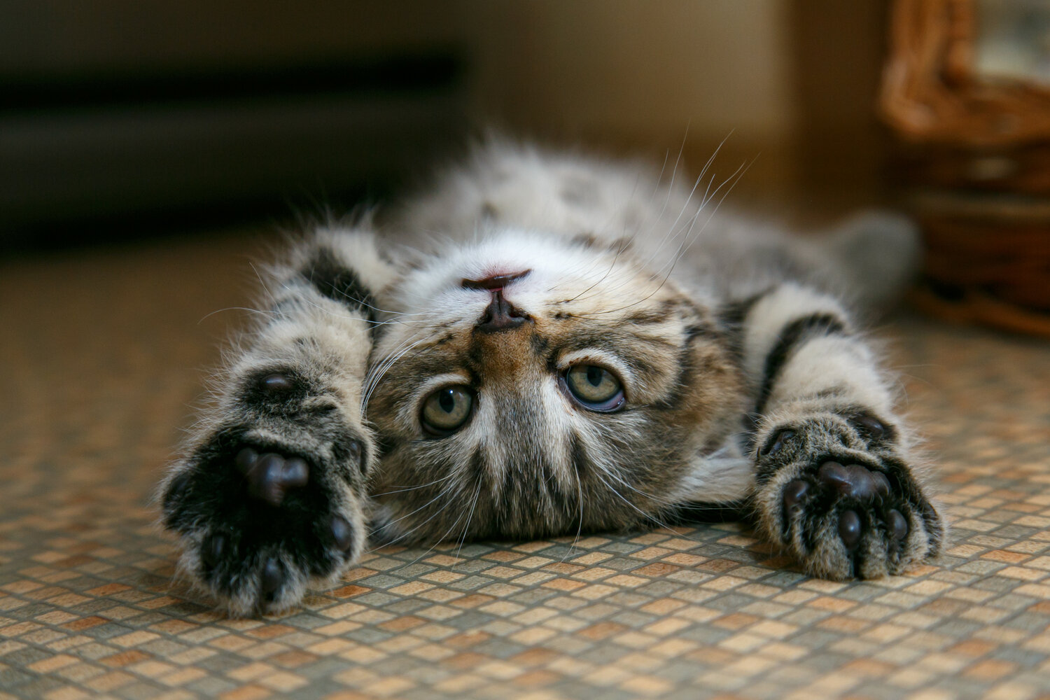 кот, животные коты, кошка, кошечка, домашняя кошка