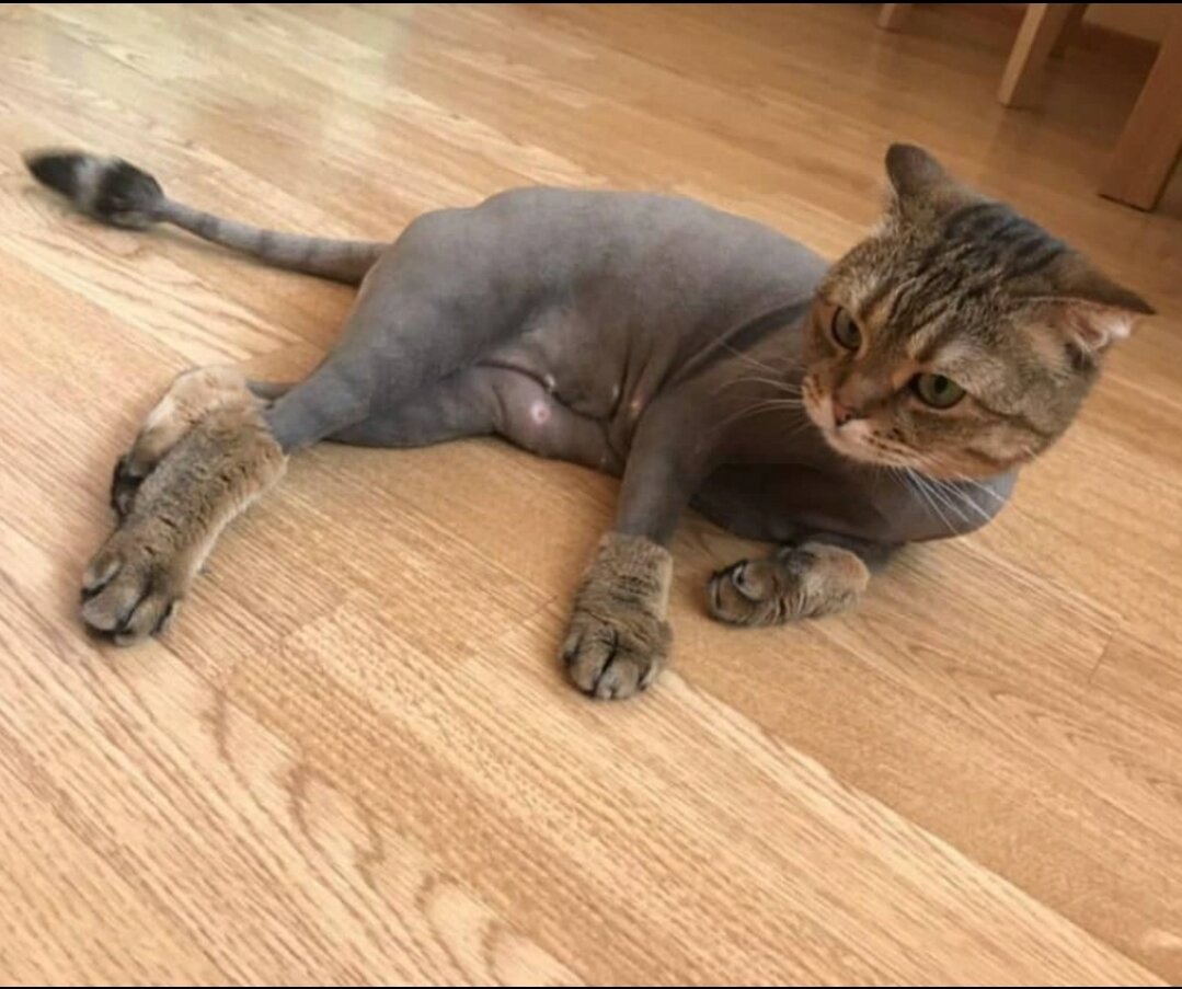 стрижка котов сургут, кошка, кот, стрижка котов магадан, животное