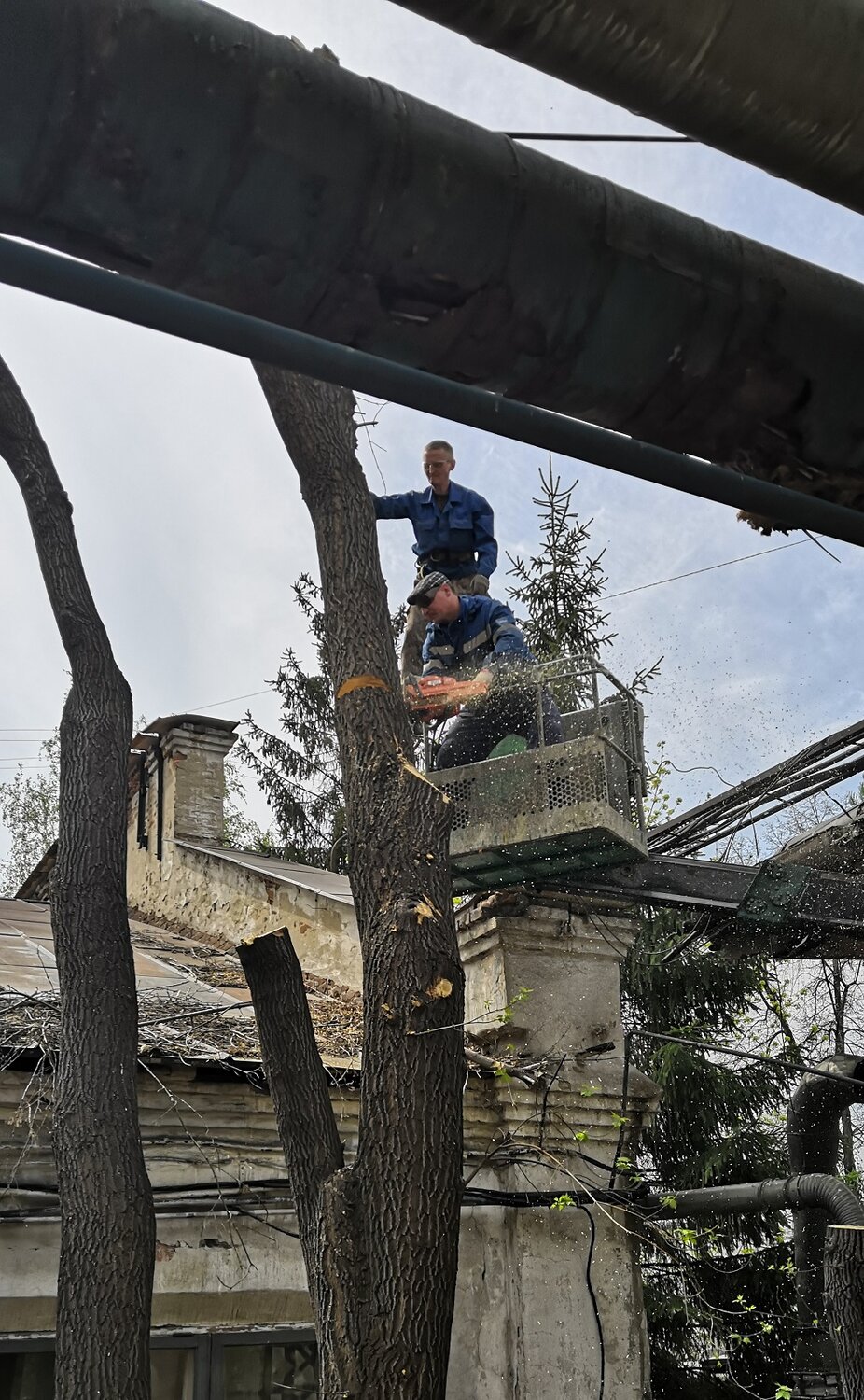 спил деревьев в ростове-на-дону, спил деревьев курск, обрезка деревьев, спил деревьев автовышка, спил деревьев агп
