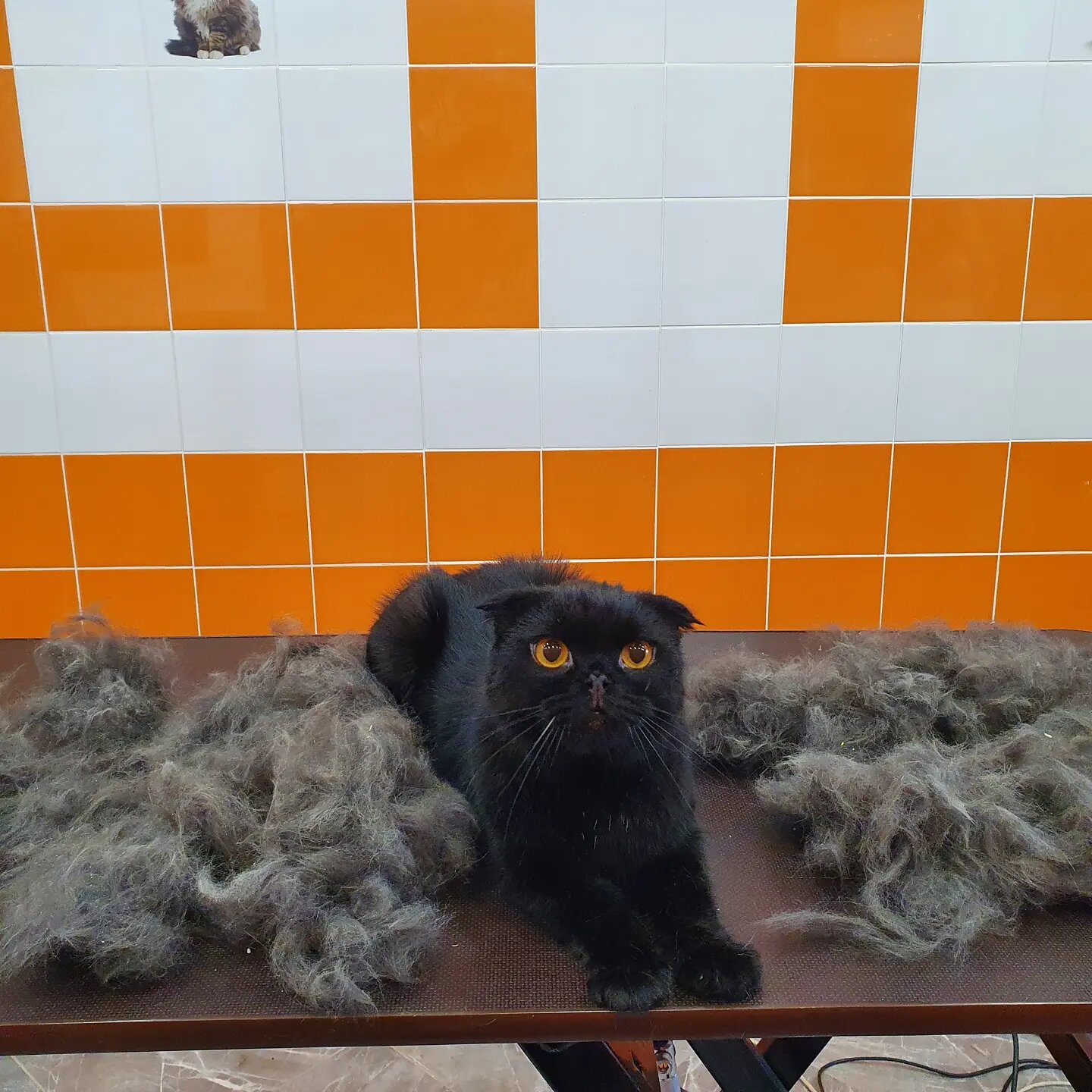 шотландская вислоухая кошка, скоттиш фолд черный длинношерстный, шотландский вислоухий хайленд фолд черный, котик, кошка