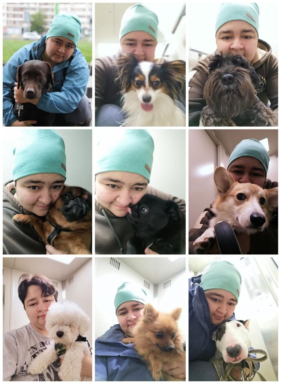 собака животное, собака, собака шпиц, собака в, dog