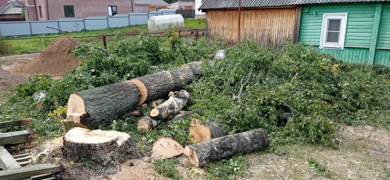 спиленное дерево, тополь спил дерева, поваленное дерево, дерево, растение