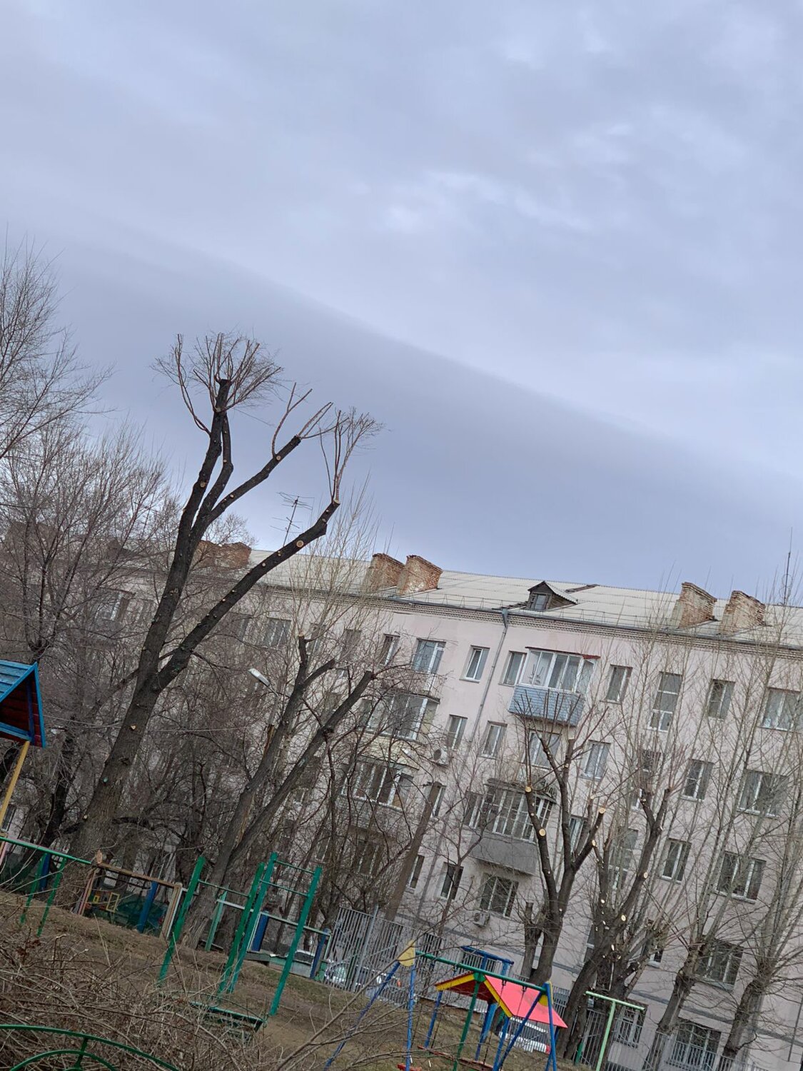 двор, улица, санитарная обрезка деревьев, в парк, в сквер