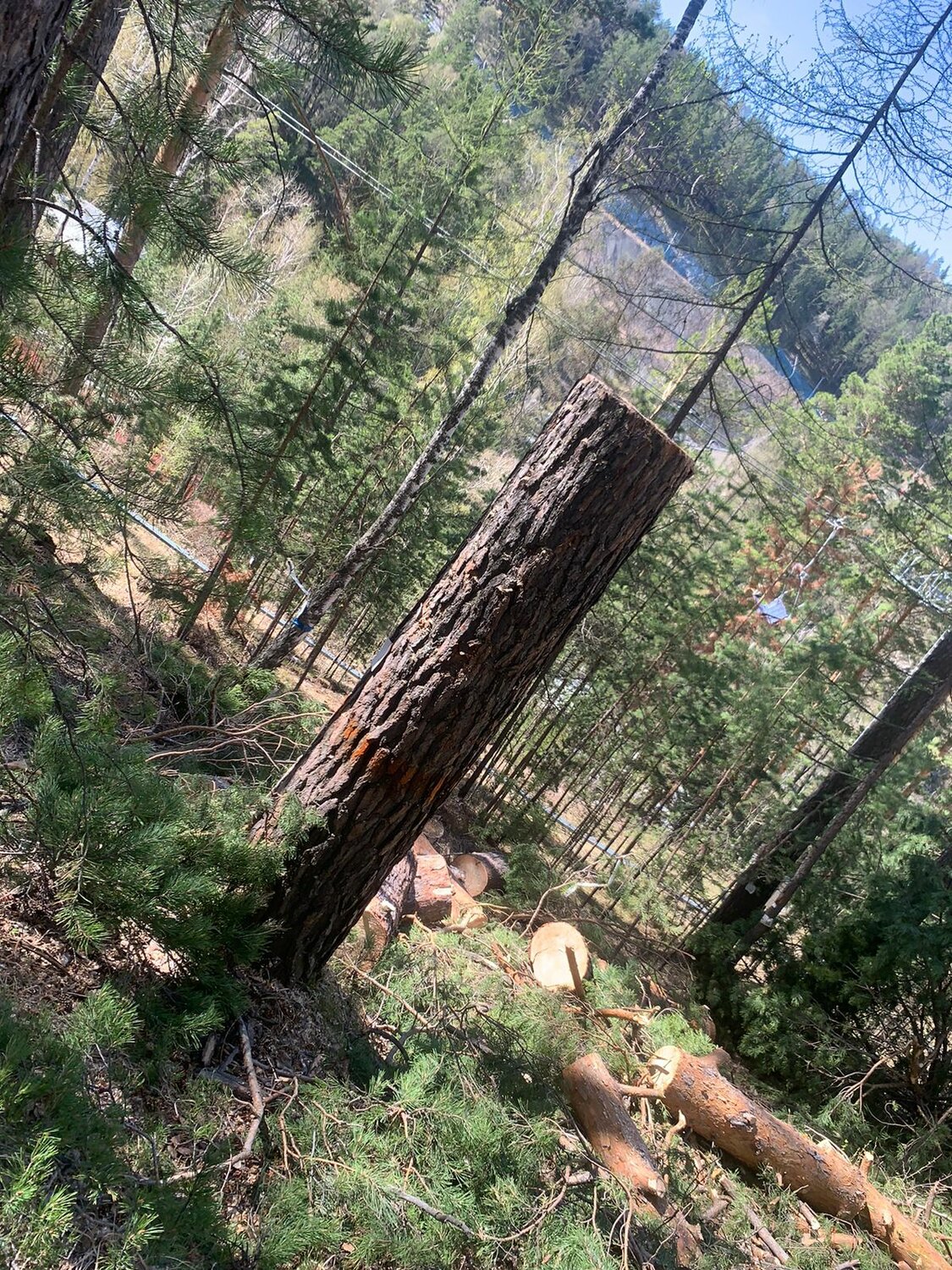 рубка леса, природа, сосна, старая курба заиграевский район, лес