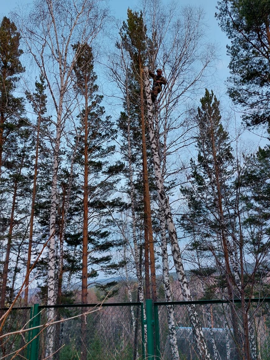 сосна, сосновые леса, высокая сосна, сосна лес, хвойные деревья