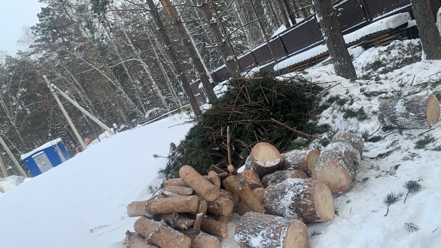 рубка леса, незаконная рубка леса, сосна большая, незаконная рубка, незаконная рубка лесных насаждений