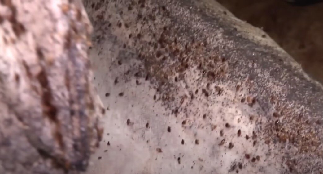 насекомое, черная плесень, пыли, клопы на стенах, плесень