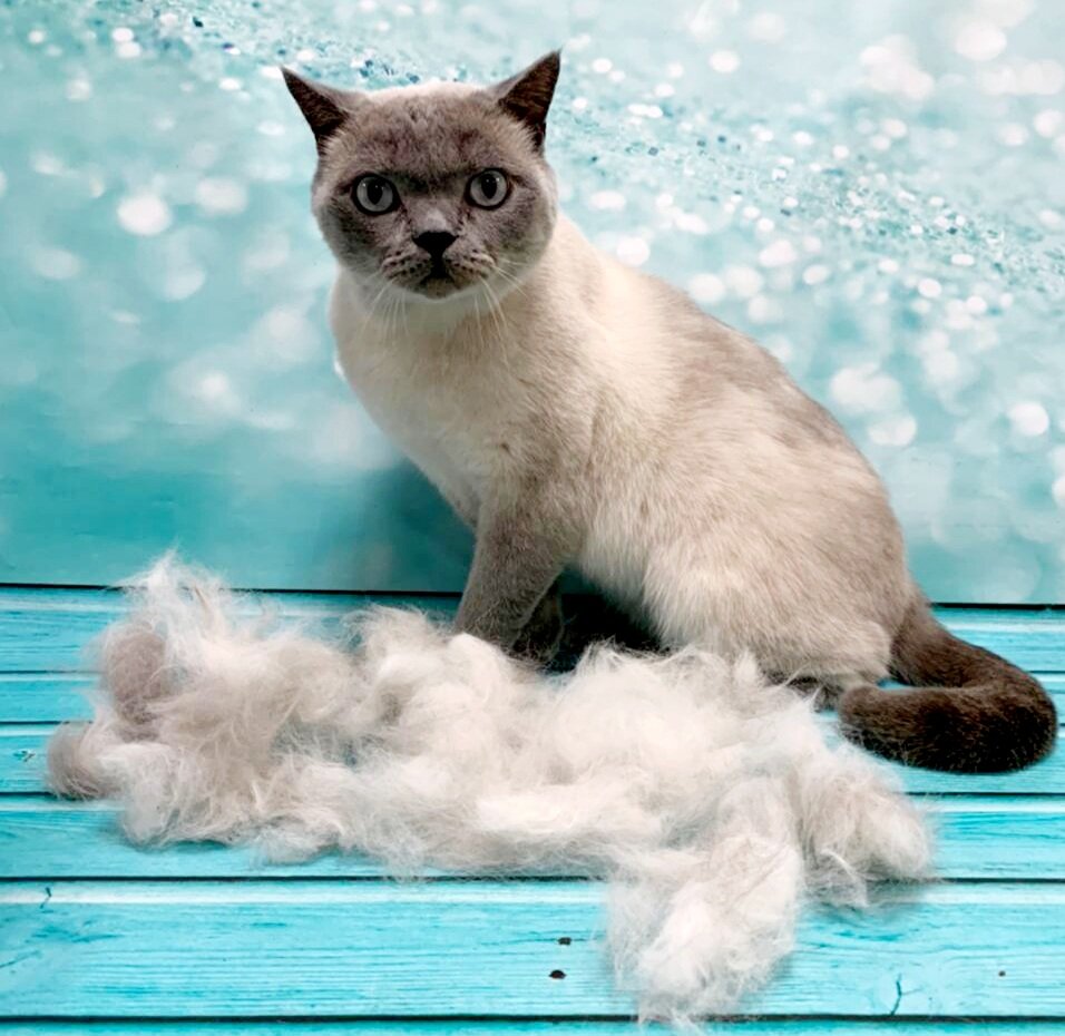 тайская кошка, сиамская кошка в снегу, сиамская кошка, кот сиамский снежный, кот