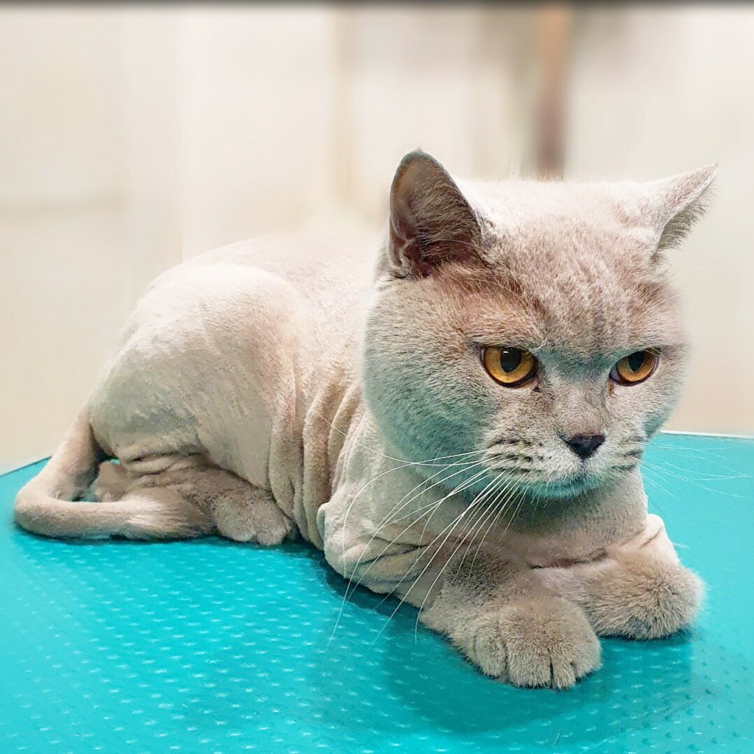 британская короткошёрстная кошка, кошечка, кошка, кот, британская голубая кошка