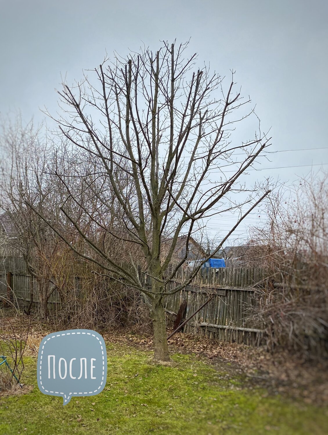 обрезка яблони, дерево, старая груша дерево, природа деревья, старая яблоня