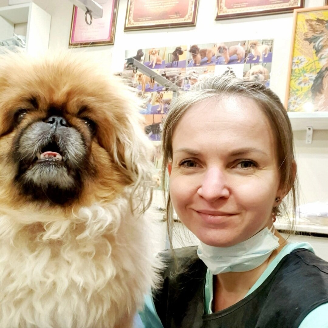 собака пекинес, пекинес порода, пекинес, пекинес лева, порода собак пекинес