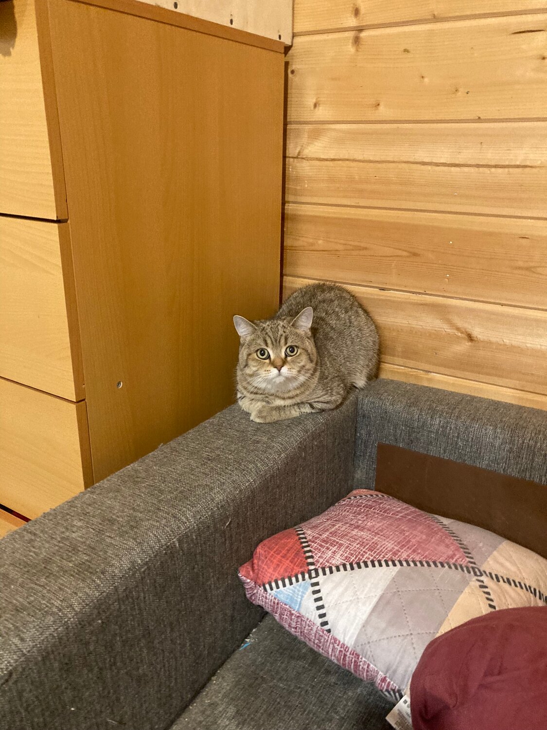 кошка, кот, домашний кот, животные, кошечка