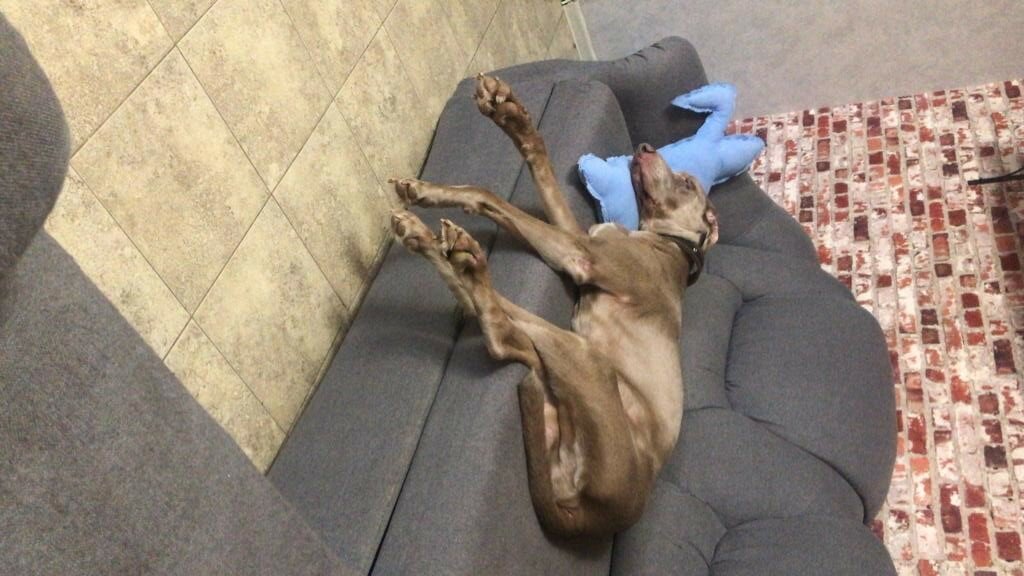 собака, смешные животные, собака собака, животные, животные приколы