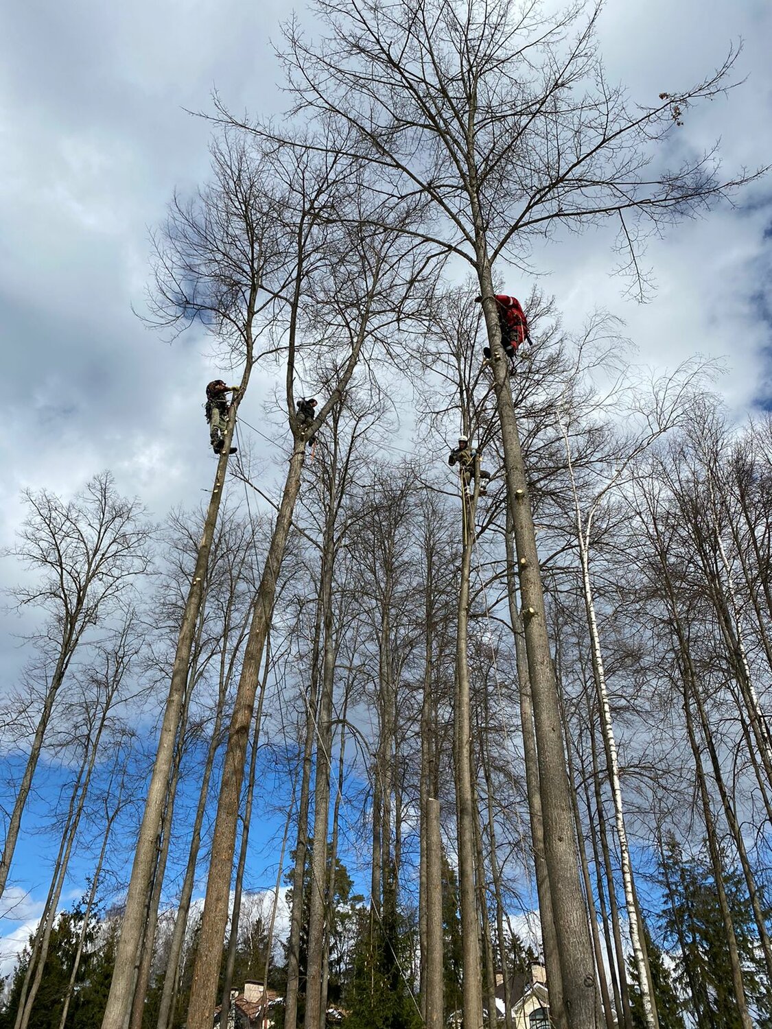 дерево, аварийные деревья, спиленное дерево, валка деревьев, спил деревьев