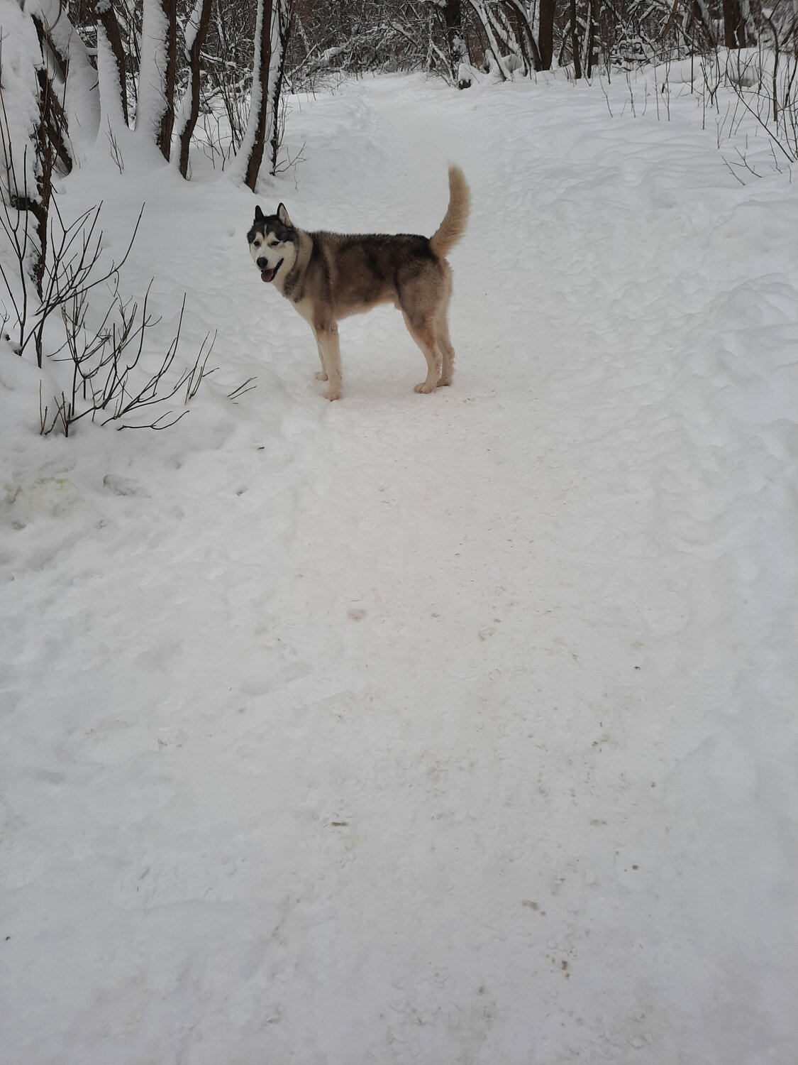 собака хаски, порода сибирский хаски, собака сибирская хаски, щенки сибирской хаски, порода хаски