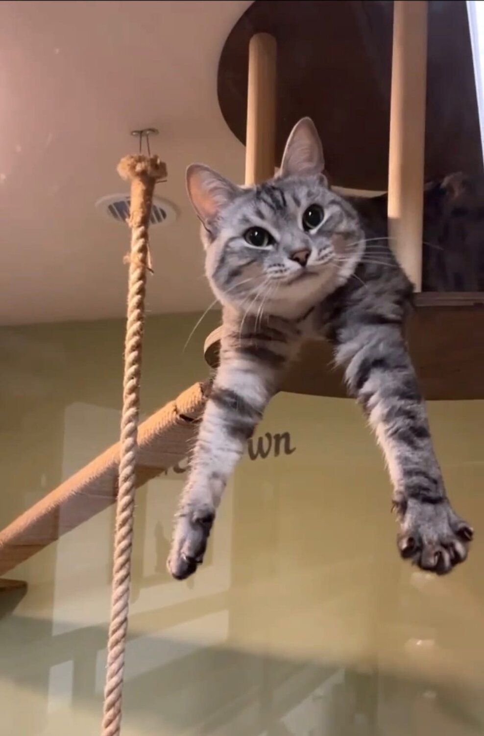 кот кот, кошка, кот, кошечка, котики