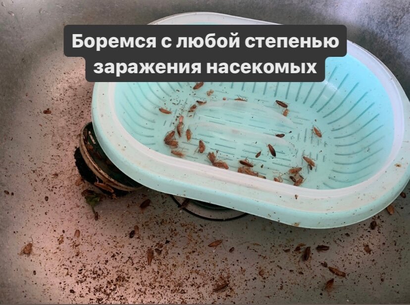 эффективное средство для борьбы с тараканами, отрава для тараканов, насекомое, клопы тараканы, обработка от тараканов