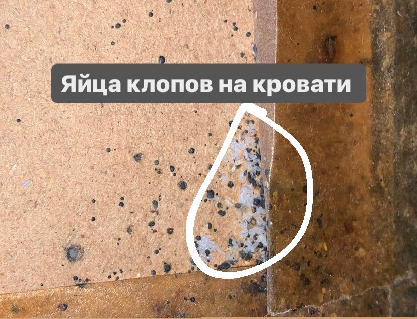 яйца клопов, яйца постельных клопов, домашние клопы, клопы яйца, клопы