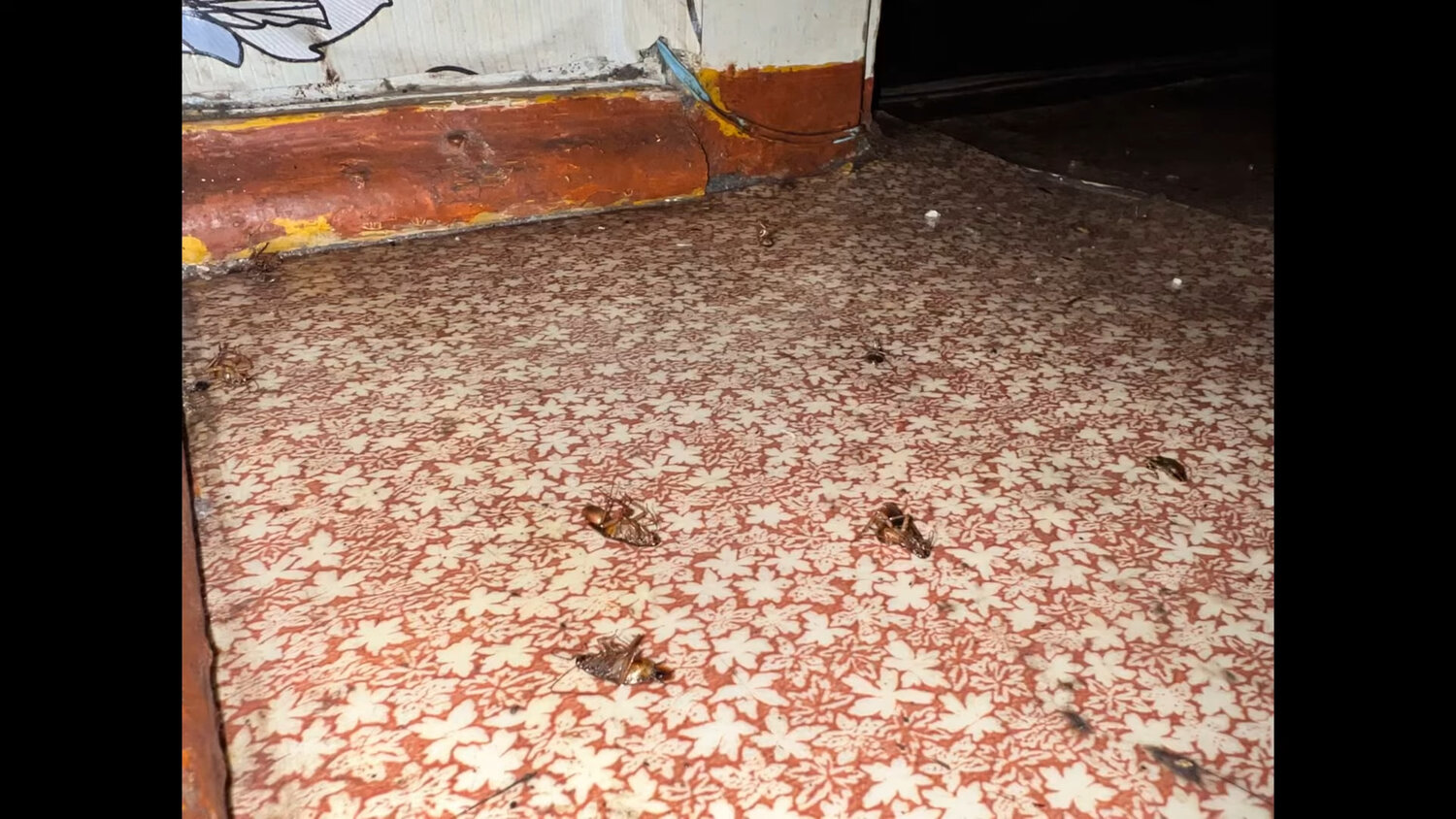 тараканы в квартире, тараканы в доме, таракан, тараканы дома, с тараканов