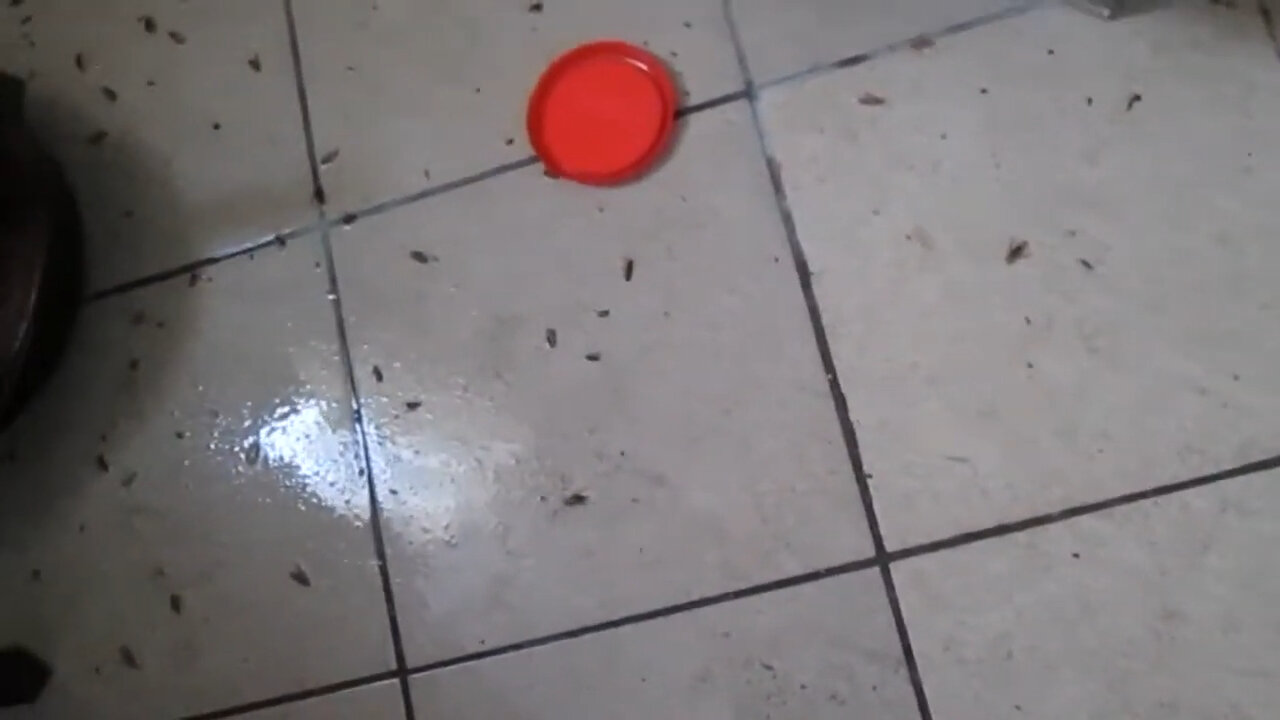 грязный пол, пятна на плитке, насекомое, черные точки на кафеле, трещины на керамической плитке