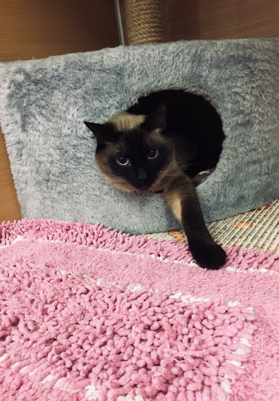 сиамская кошка, кот, тайская кошка, кошечка, кошка