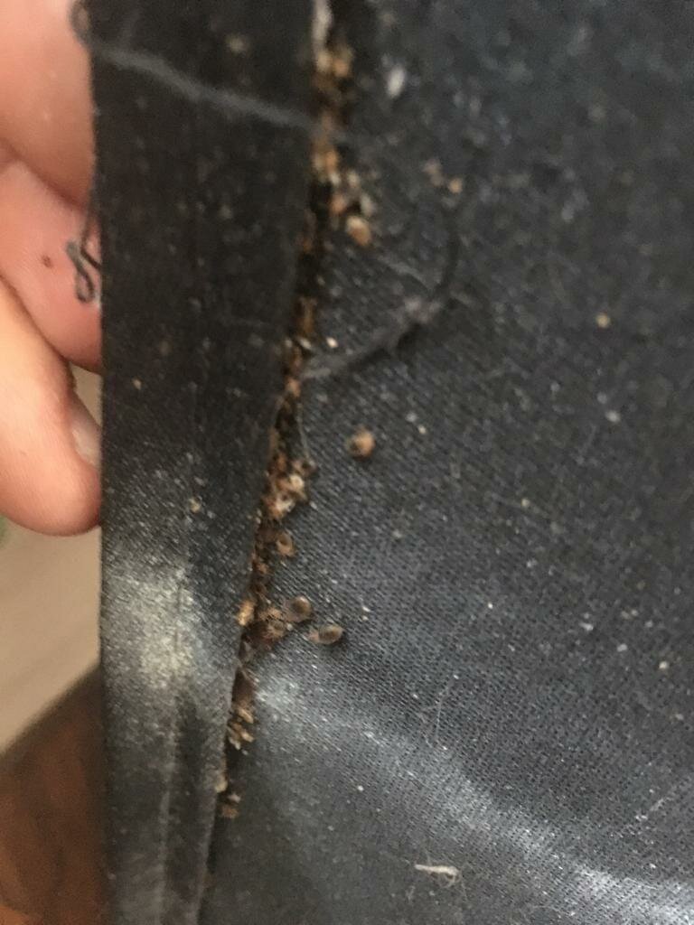 шкурки клопов, клопов, постельные клопы, дефект кузова трещина, клопы мебельные