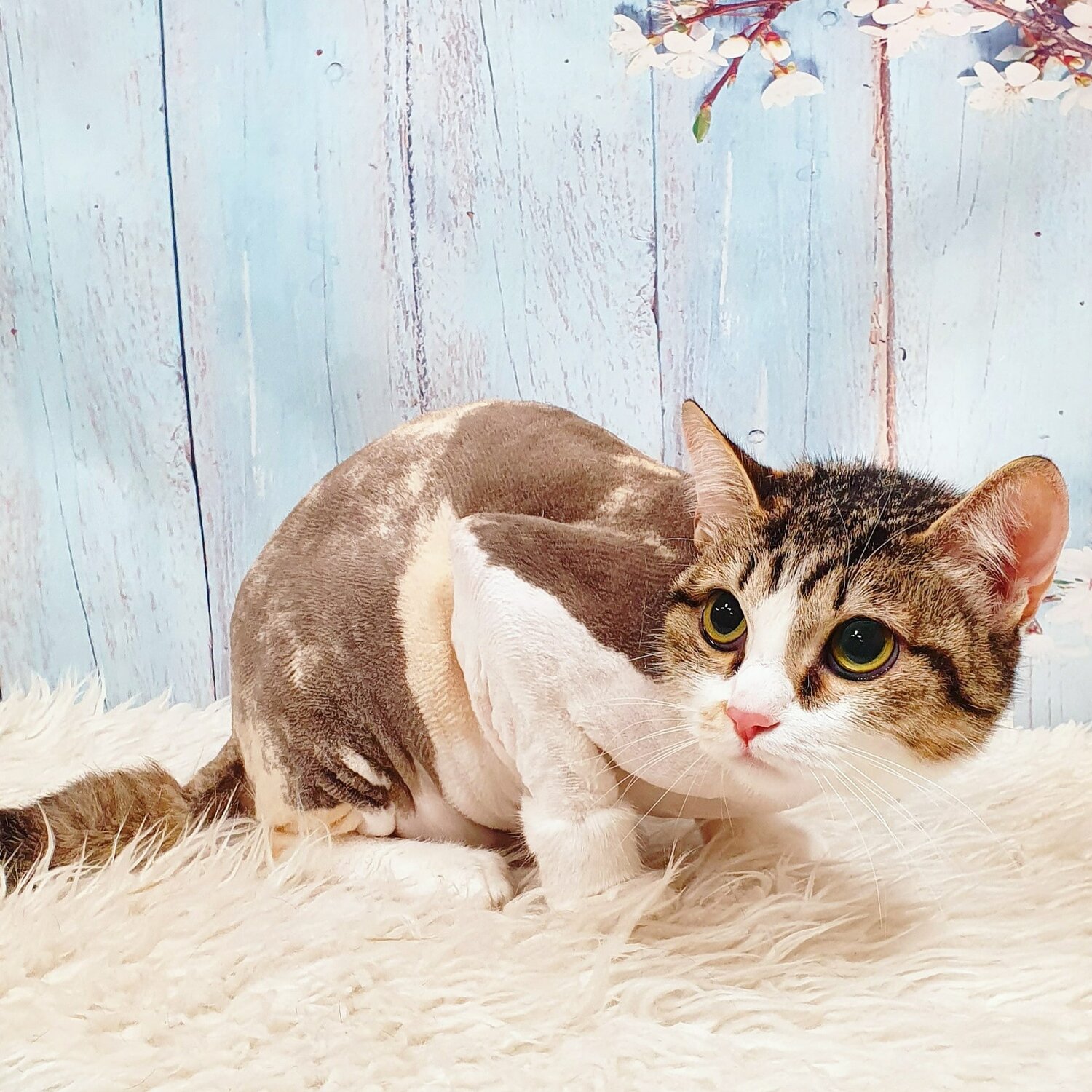 кот, кошек, котик, кошечка, кошка