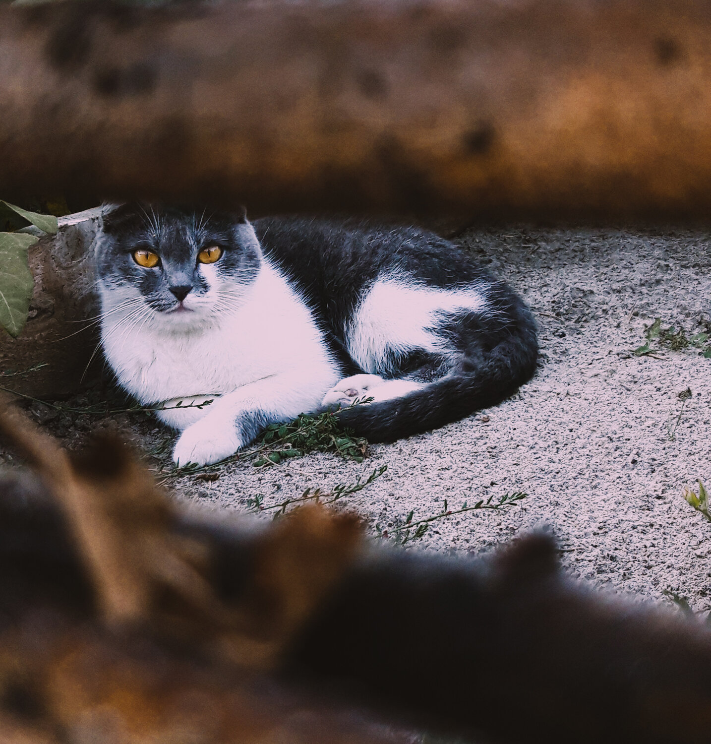 вислоухий скоттиш фолд биколор, скоттиш фолд черный биколор, кот, котик, животное