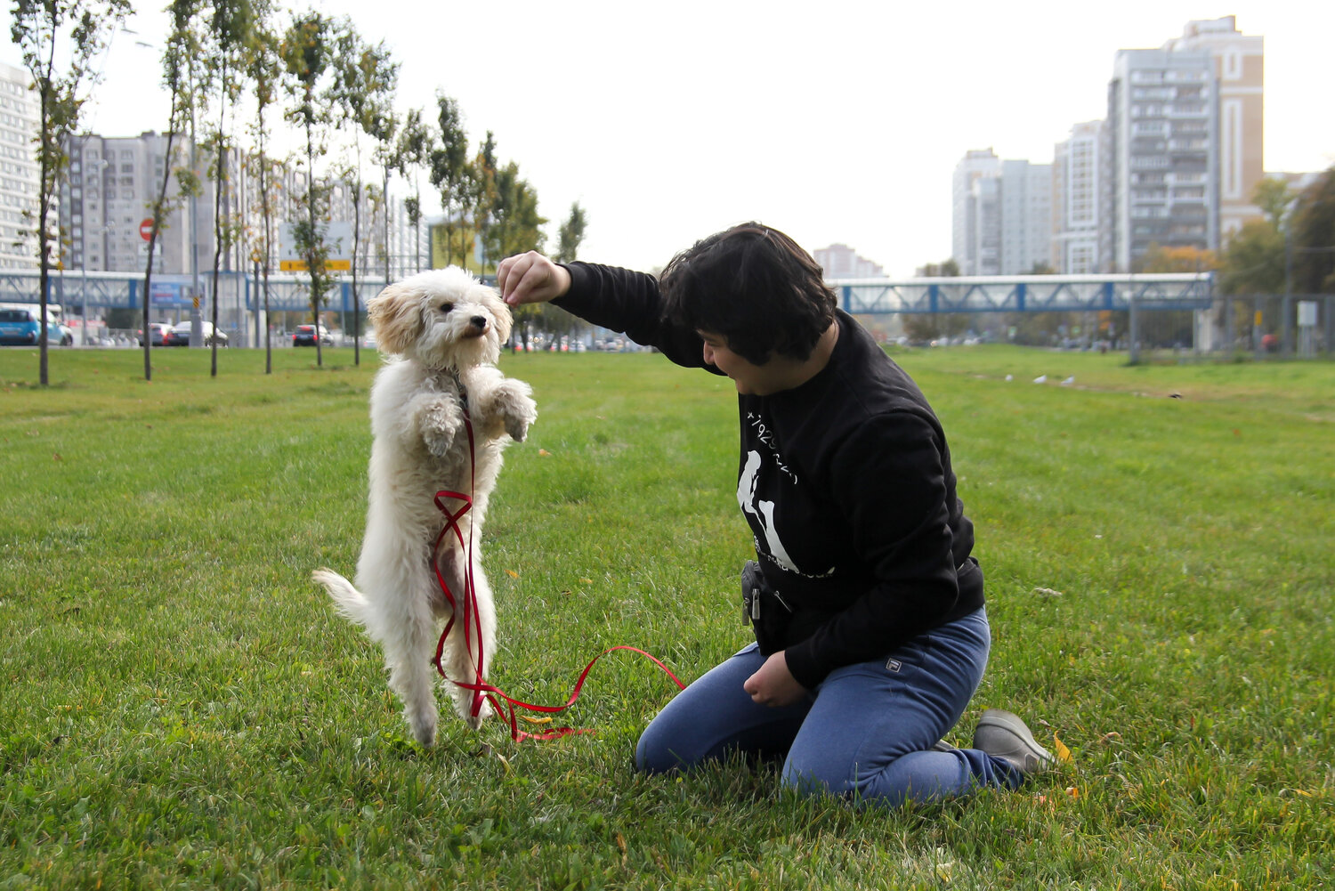 собака белая, мальтийский бишон, собачка, dog, havanese dog