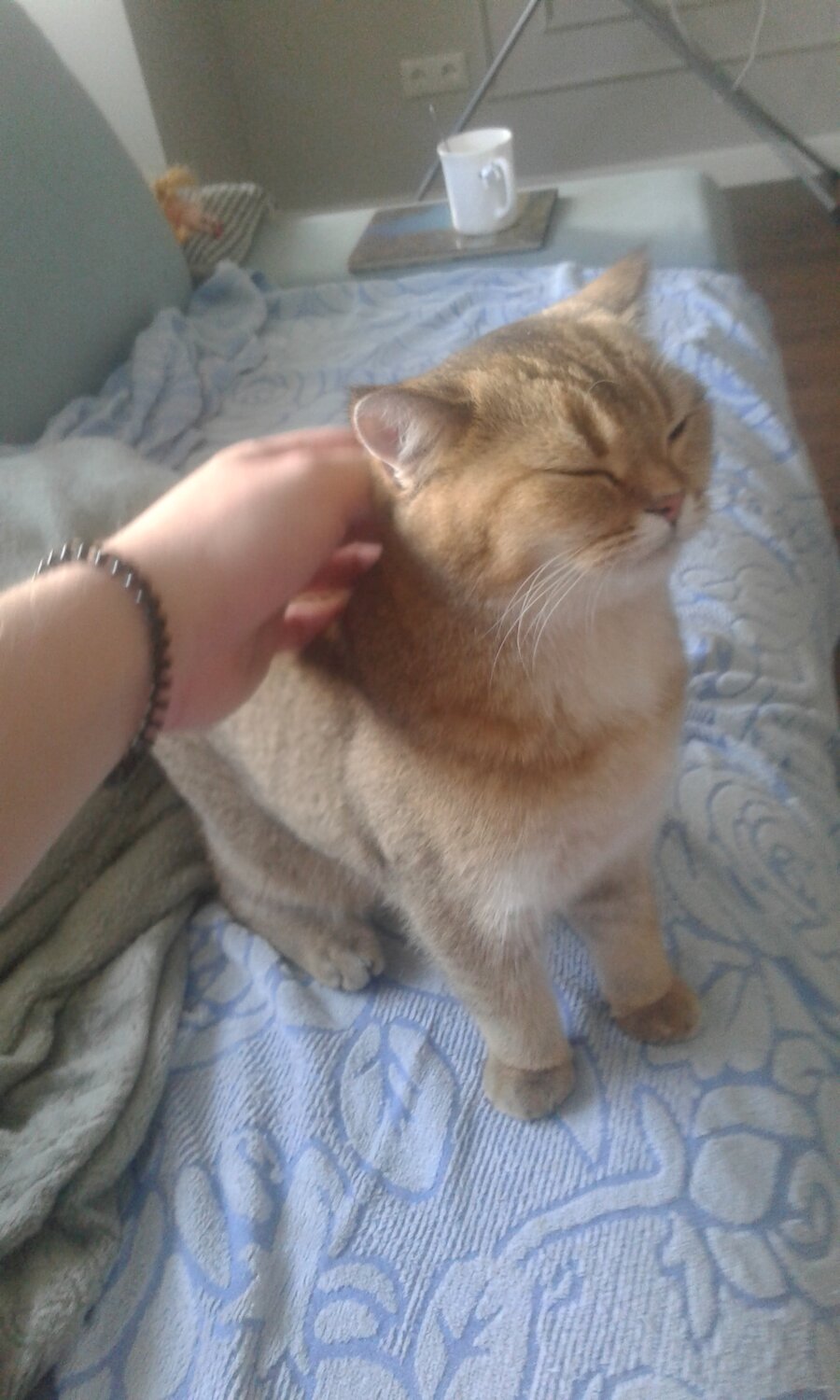 кот, кошка, котик, кошечка, котэ