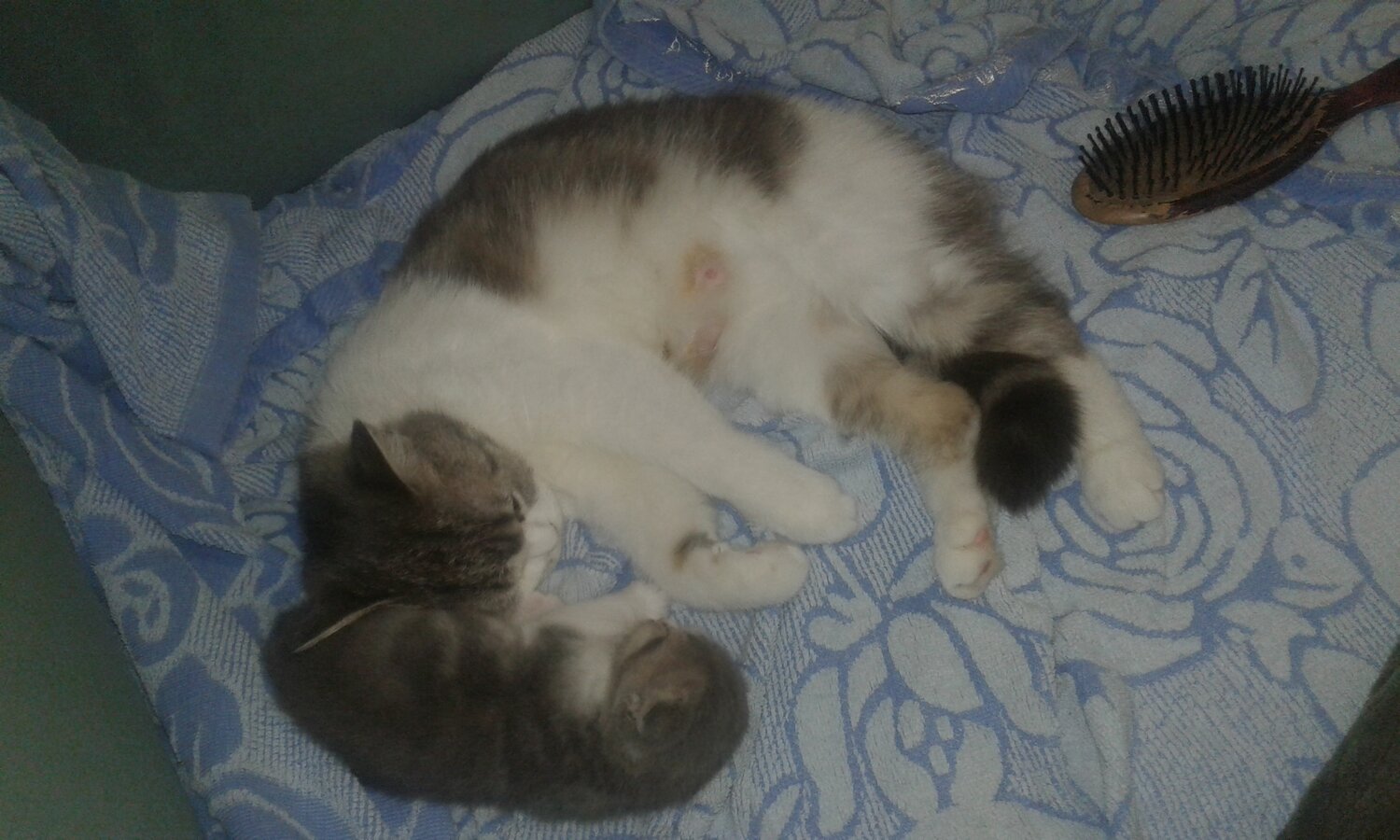 кот, кошка, кошечка, котик, котёнок