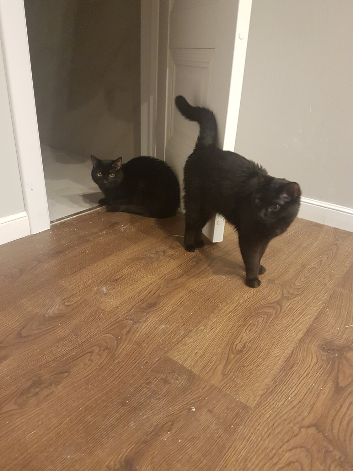 кот, кошка, котик, котэ, кот черный