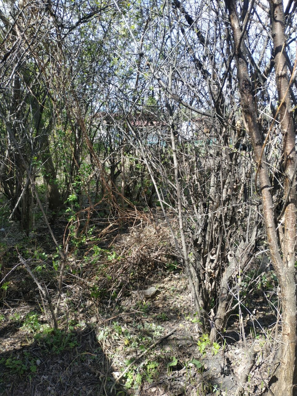 природа, заросли вишни, лес, молдова весной, forests