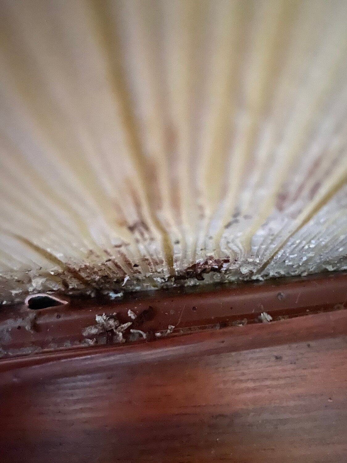 плесень на вагонке, гниющее от влажности дерево, короед в досках, стыки с плесенью, плесень