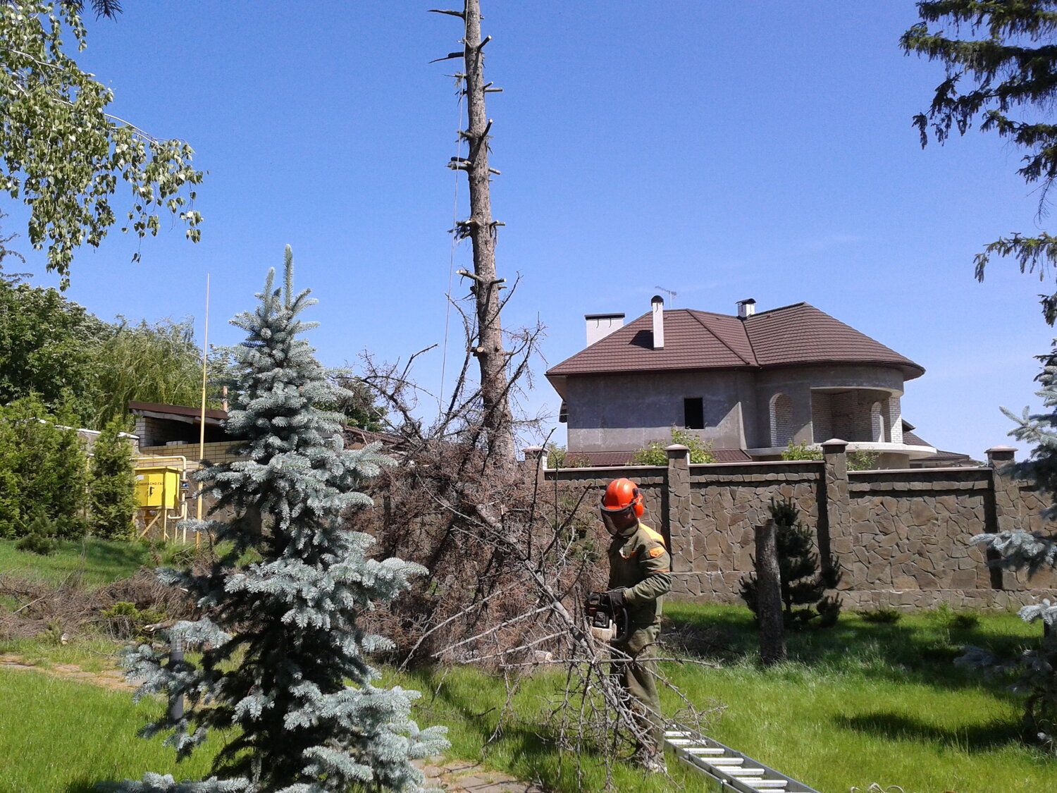 ель сербская, загородный дом, ель голубая, ель сербская рейнбоу, санитарная обрезка деревьев