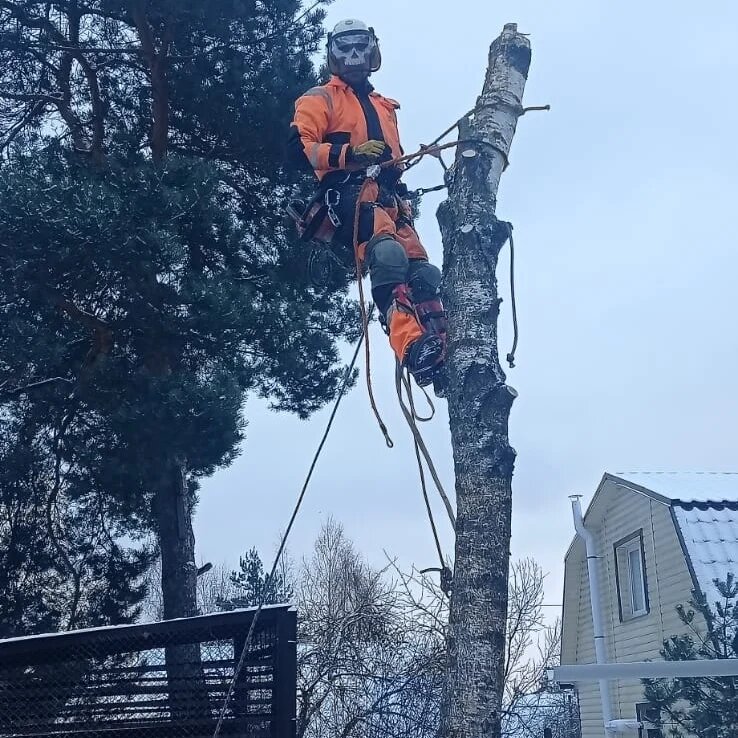 арборист, арбористика срт, спил дерева, аварийные деревья, на дереве