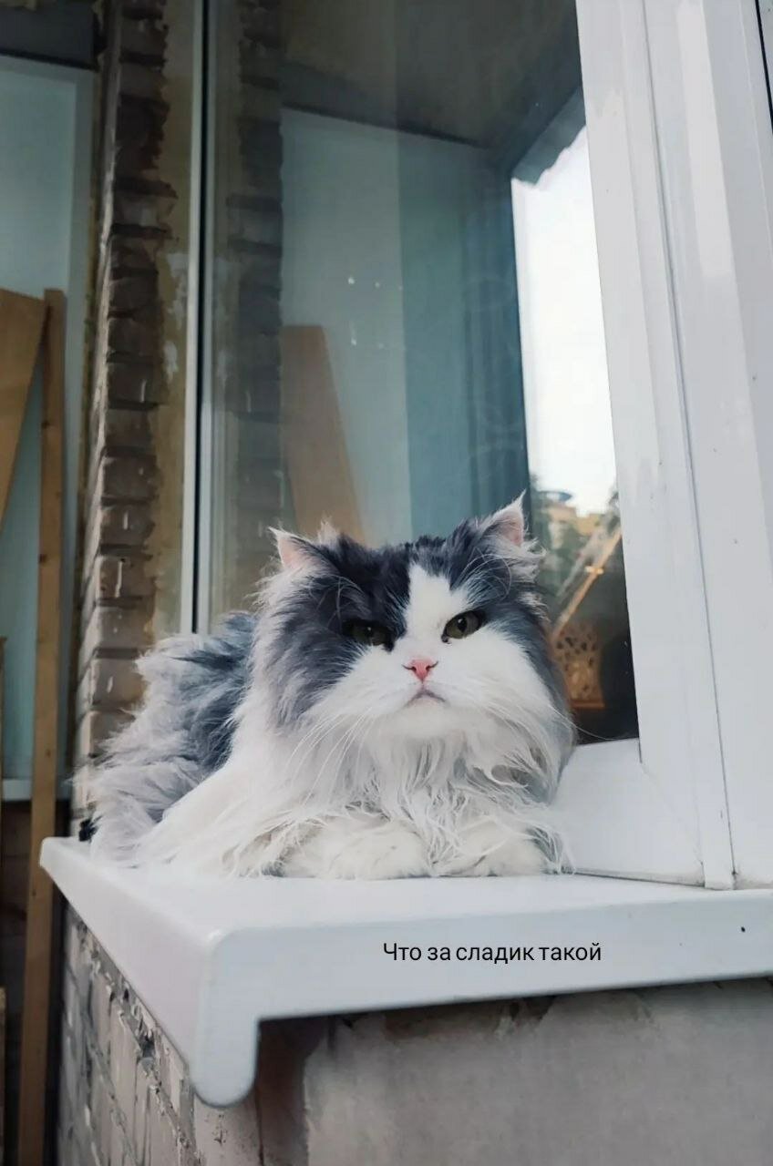 кот, кошка, котики, кошечка, кошка готова