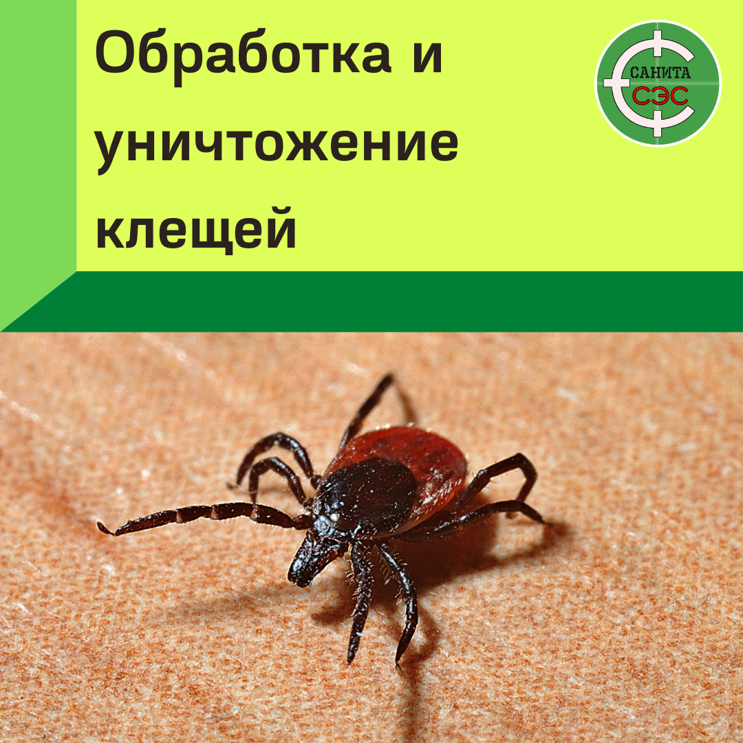 иксодовые клещи, период клещей, опасность клещей, сто клещей, сезон клещей