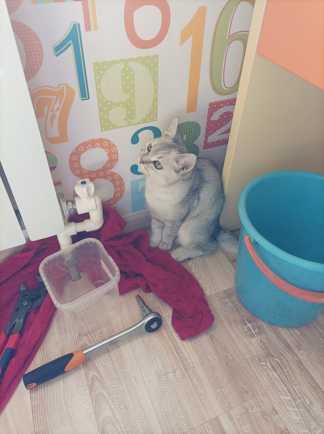 кошка, животные кошки, кошка животное, британская шиншилла, британская серебристая шиншилла