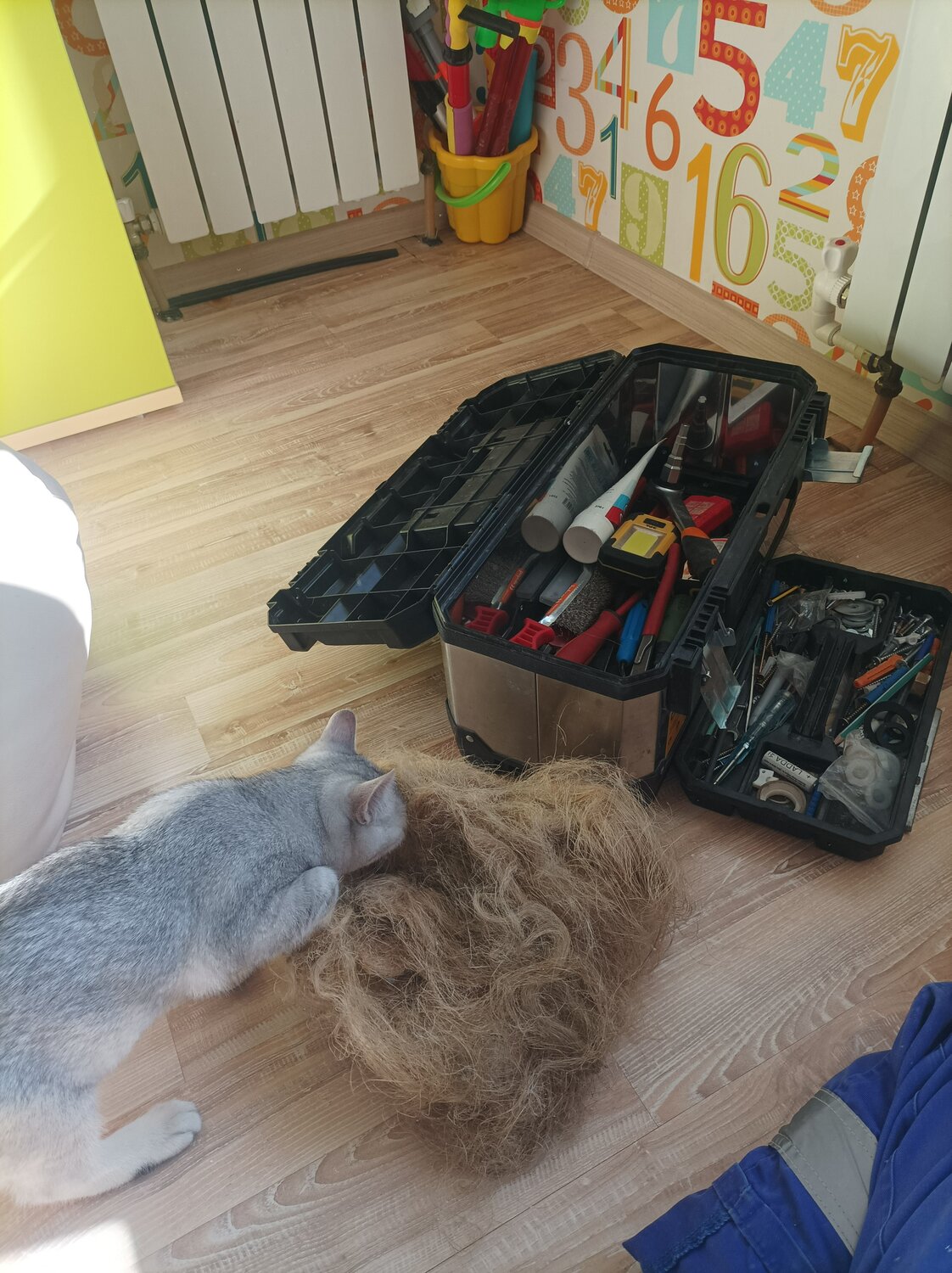 кошки, домашние животные, кошка, коты, котики