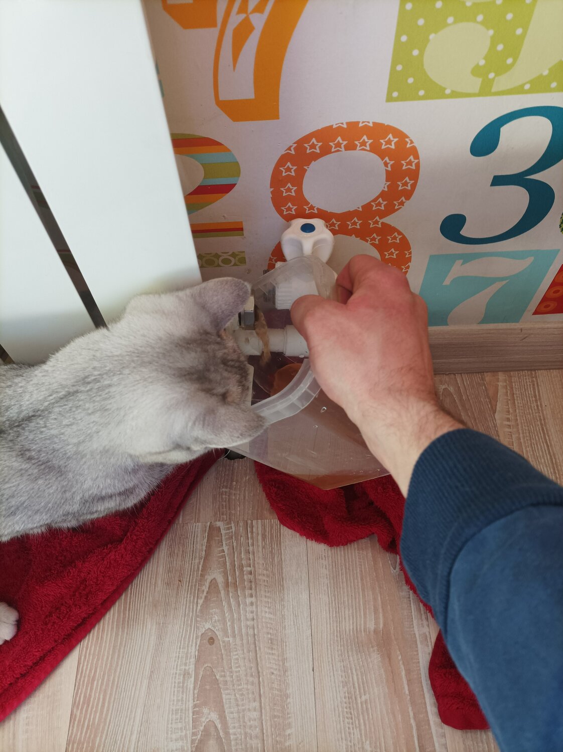 кошка, коты, кошка животное, котик, кот