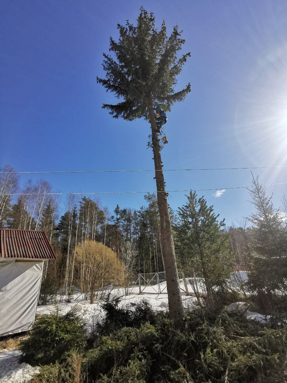 сосна, хвойное дерево, дерево, аварийные деревья, ель