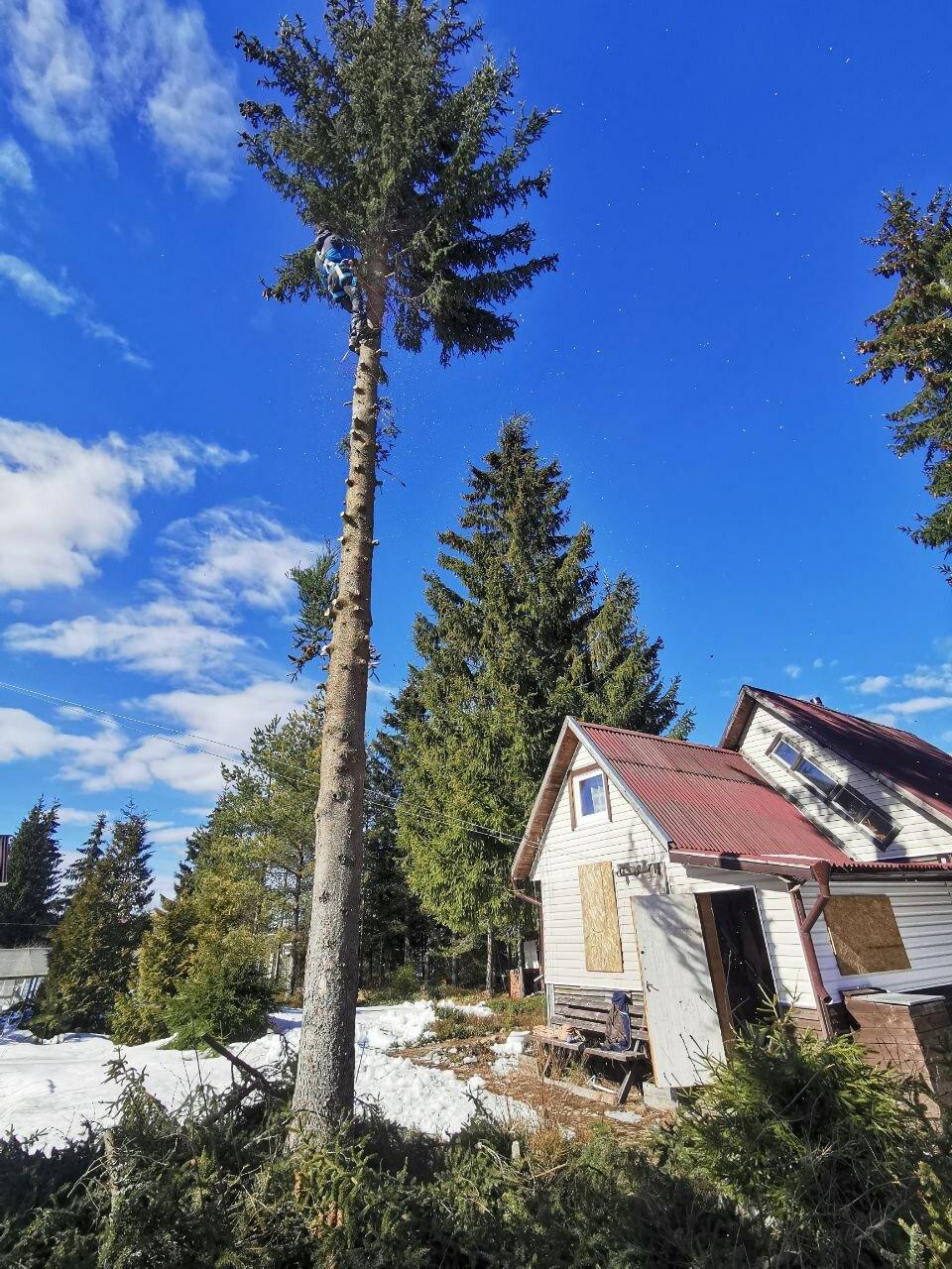 сосна, высокое дерево, дерево, picea, сосна ламберта